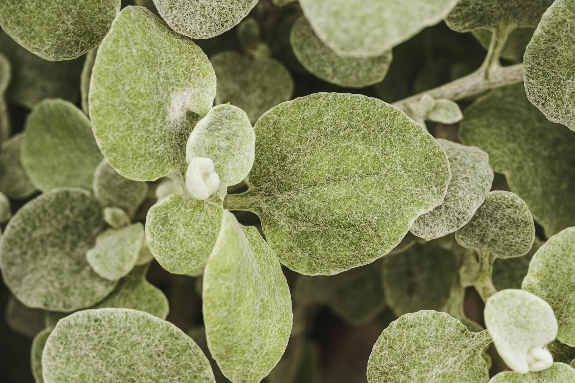 Everything you need to know about Centella Asiatica