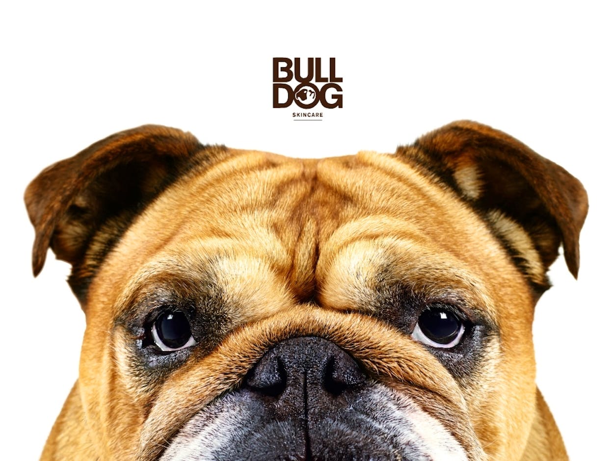 Bulldog
