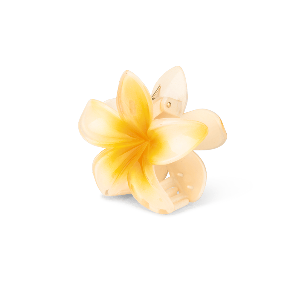 Sui Ava Plumeria Hawaii Big Light Yellow 1 st